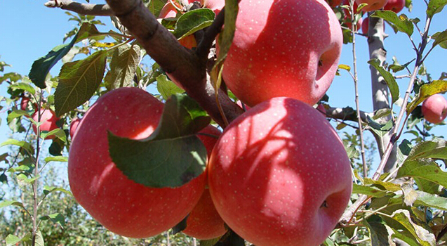 蘋果冷藏庫，蘋果預冷