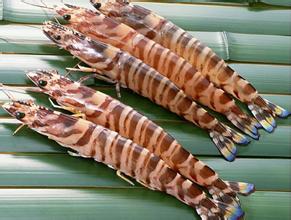 對蝦冷庫貯藏技術，低溫冷庫安裝