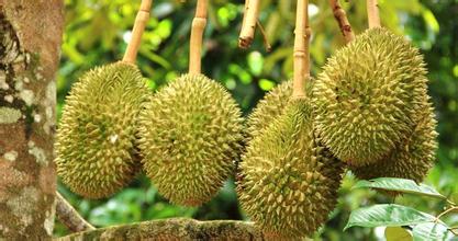 建一個(gè)200噸的榴蓮冷庫(kù)多少錢(qián),榴蓮保鮮庫(kù)耗電量kw/h